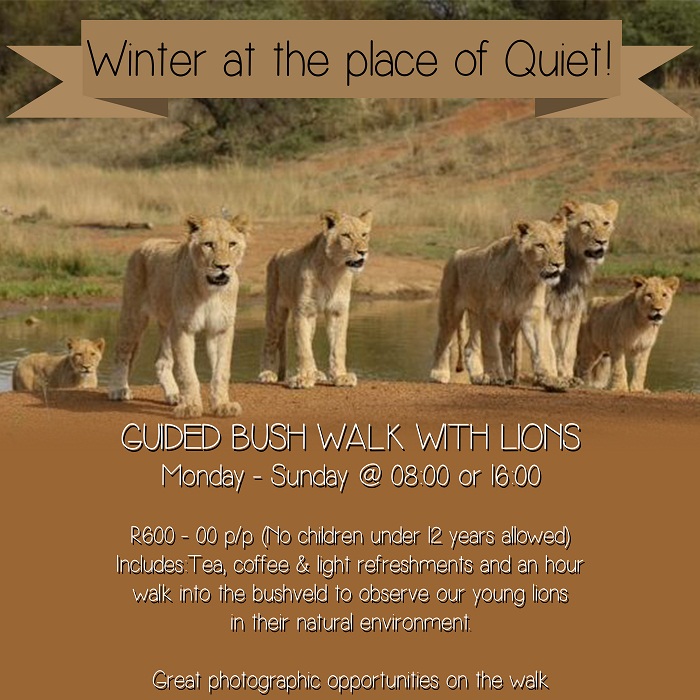 guided bush walk with lions